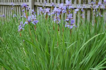 Iris sibirica 'Elfe' | Wiesen-Iris